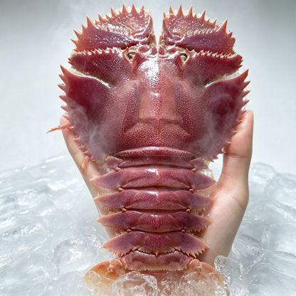 Deep Sea Slipper Lobster (Nine-Toothed Fan Shrimp)