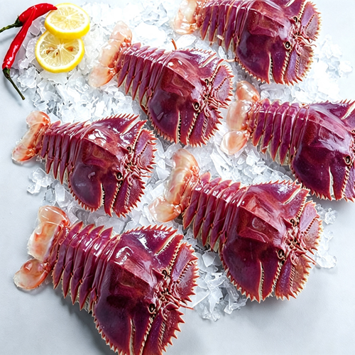 Deep Sea Slipper Lobster (Nine-Toothed Fan Shrimp)