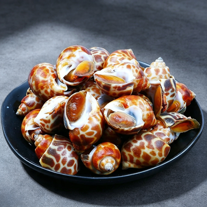 Fresh Sand-Free Sea Snails