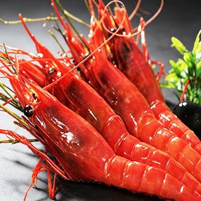 Red Magic Shrimp (Spanish Scarlet Prawn)